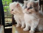 Persian Kittens