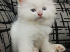 Persian Cats