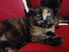Persian Kitten