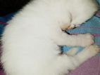 Persian Cats
