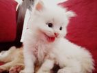 Persian Kitten