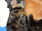 Persian Kittens