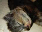 Persian Cats
