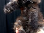 Persian Cats