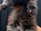 Persian Kittens