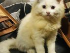 Persian Cats