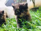 Persian Cats