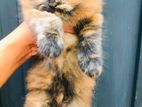 Persian Cat
