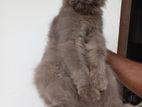 Persian Cat