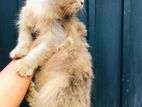 Persian Cats