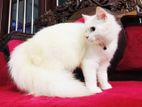 Persian Cats