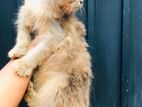 Persian cats