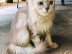 Persian cats