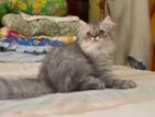 Persian Cat
