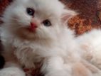 Persian Cats