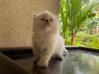 Persian Kitten