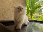 Persian Kitten