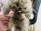 Persian Cats