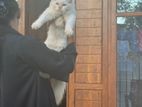Persian Cats
