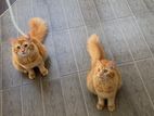 Persian Cats