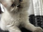 Persian Cat
