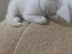 Persian Cats