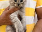 Persian cats