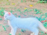 Persian Cats