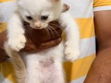 Persian Cats