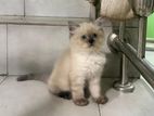 Persian Cats