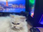 Persian Cats