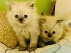 Persian Cats