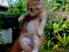 persian cats