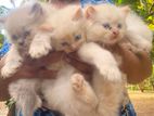 Persian Cats