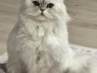 Persian Cats