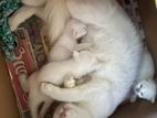 Persian Kittens