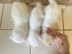 Persian Kittens