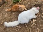 Persian Cats
