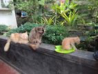 persian cats Ginger colour