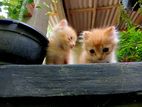 persian cats Ginger colour