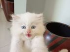 Persian Cats Himalaya