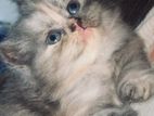 Persian Cats