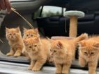 Persian Cats