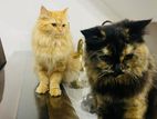 Persian Cats - Kandy