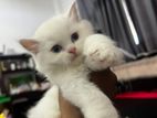 Persian Cats Kittens