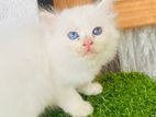 Persian Cats ( Kittens )