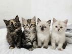 Pure Breed Persian Kittens