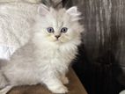 Persian Cat