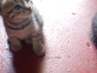 Persian Cross Kitten