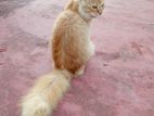 Persian Cross Cat